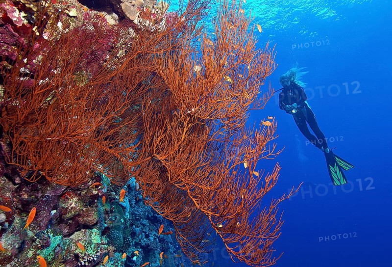Diver looking at fan coral (Anella mollis) on steep wall of coral reef