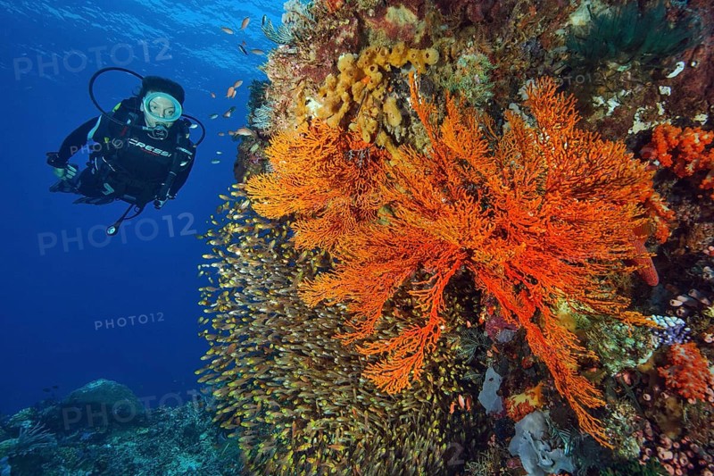 Diver looking at coral reef with Pigmy sweepers (Parapriacanthus ransonneti)