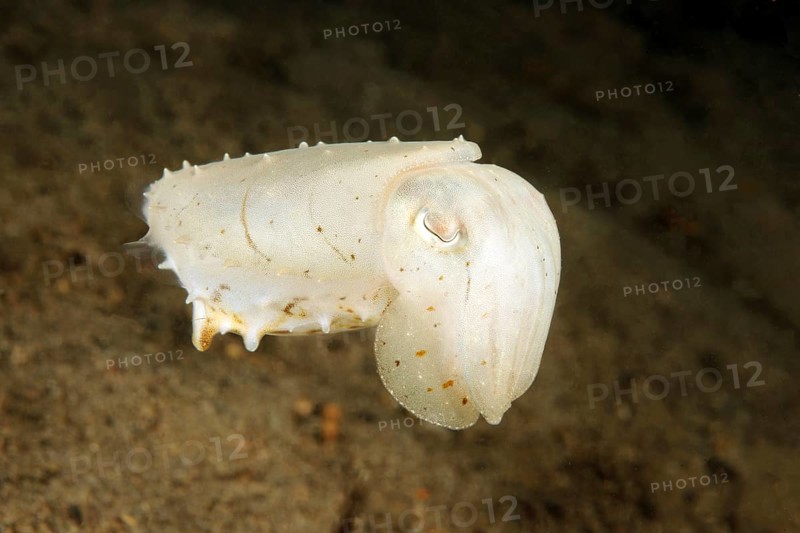 Blunt-thorned Sepia (Sepia bandensis)
