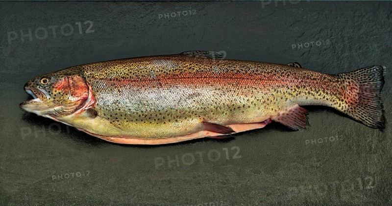 Rainbow trout (Salmo gairdneri) (Syn.: Parasalmo mykiss) farmed as salmon trout (S. irideus)