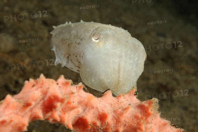 Blunt-thorned Sepia (Sepia bandensis)