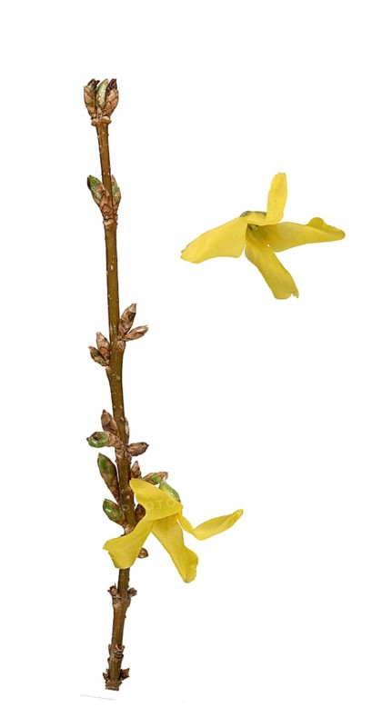 Forsythia (Forsythia x intermedia Zabel)
