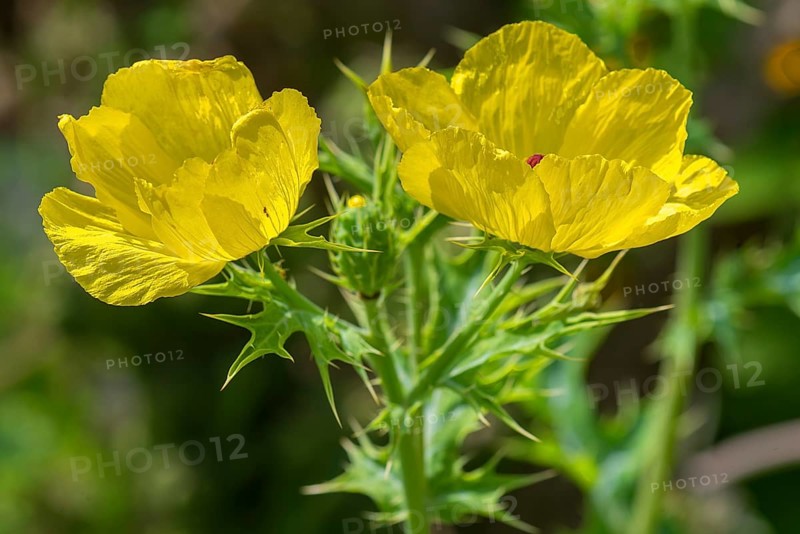 Flowers of the Mexican poppy (Argemone mexicana)