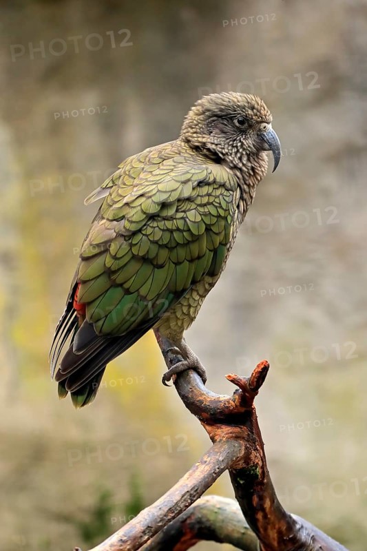 Kea (Nestor notabilis)