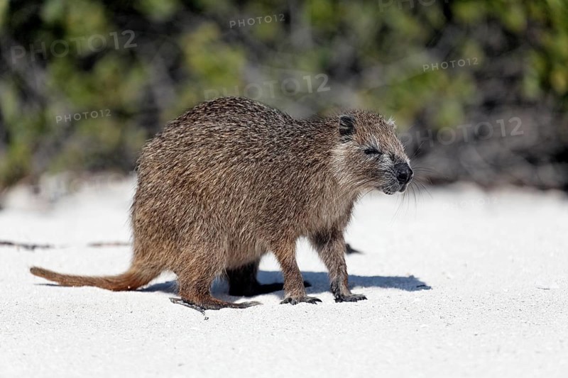 Desmarest's hutia (Capromys pilorides)