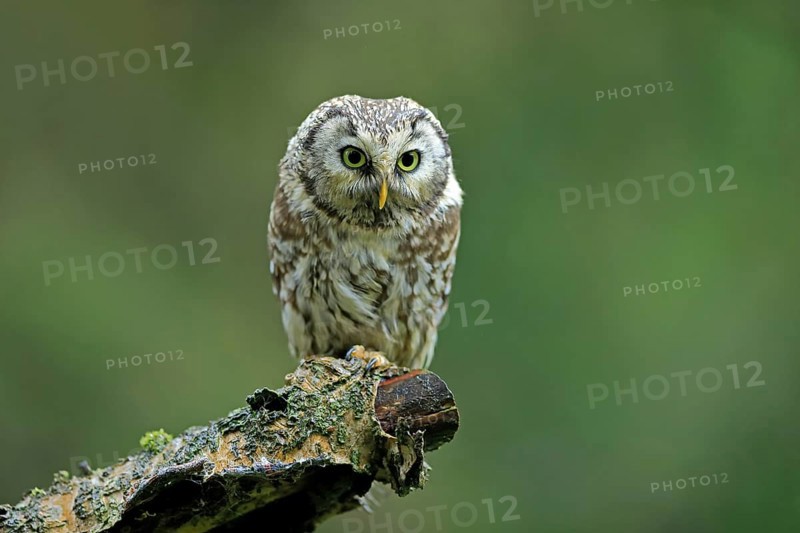 Tengmalm's owl (Aegolius funereus)