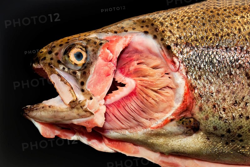 Exposed gills of a Rainbow trout (Salmo gairdneri) (Syn.: Parasalmo mykiss) farmed as a salmon trout (S. irideus)