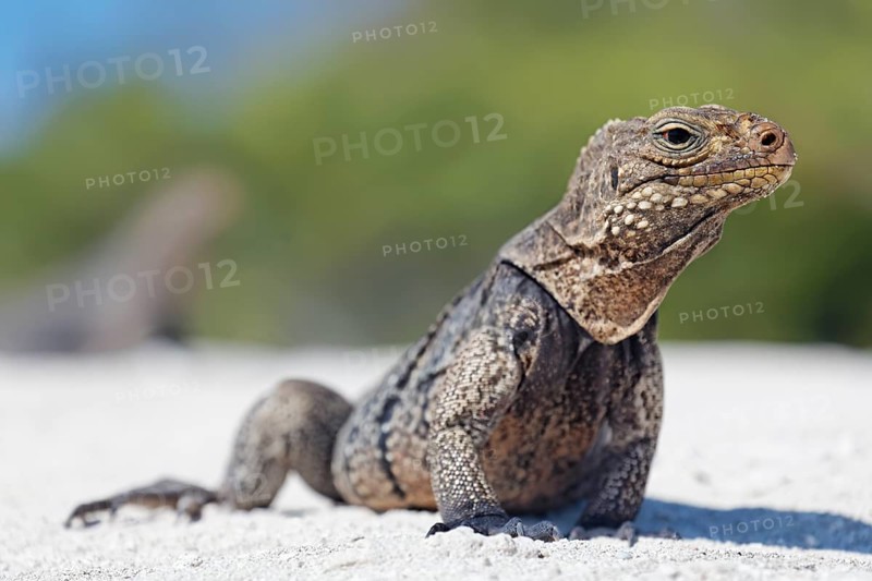 Green iguana (Iguana iguana) on the beach of Anclita