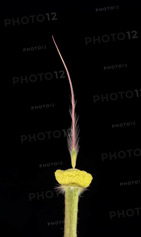 Pasque flower (Pulsatilla vulgaris)