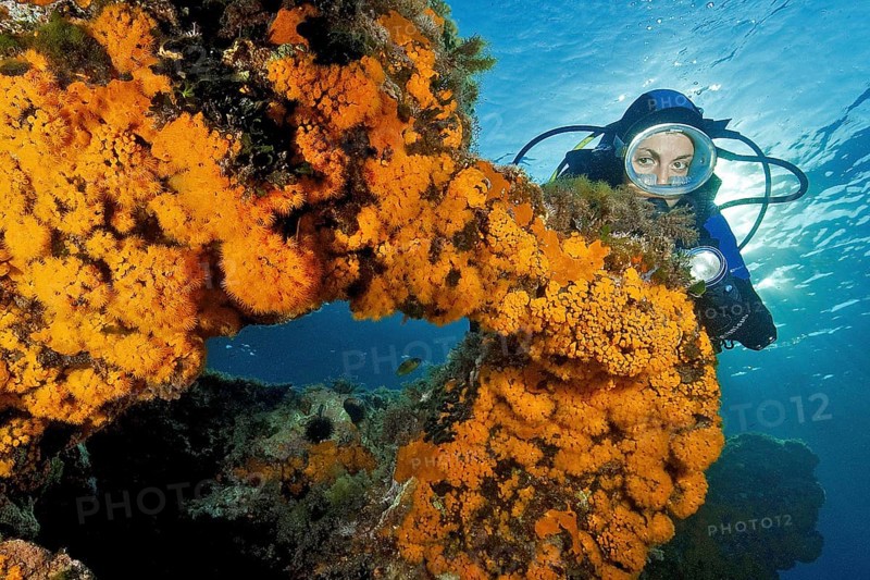 Diver looking at natural rock arch overgrown with Yellow cluster anemones (Parazoanthus axinellae)