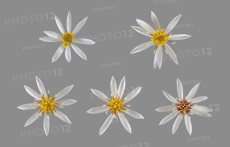 White wood aster (Eurybia divaricata)