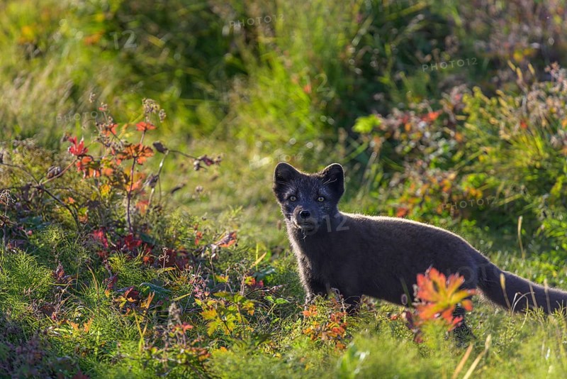 Arctic fox (Vulpes lagopus) or ice fox