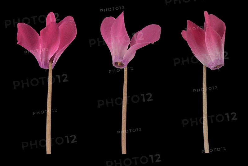 Room alpine violet (Cyclamen persicum hybrid) eastern Mediterranean