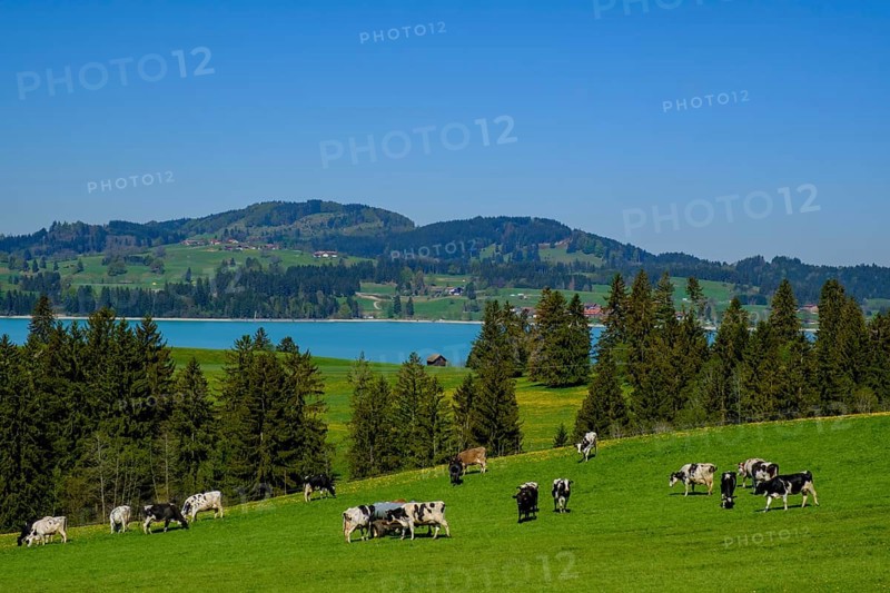 Forggensee from Hegratsried