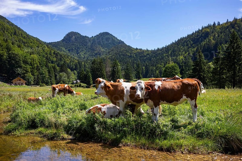 Herd of cows on the mountain pasture at Moosalm near Schwarzensee