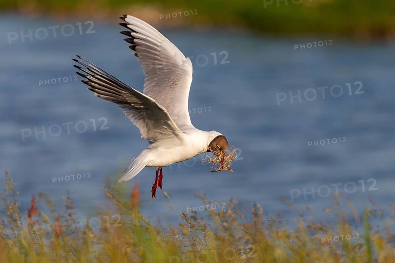 Black-headed gull (Chroicocephalus ridibundus) with nesting material in its bill