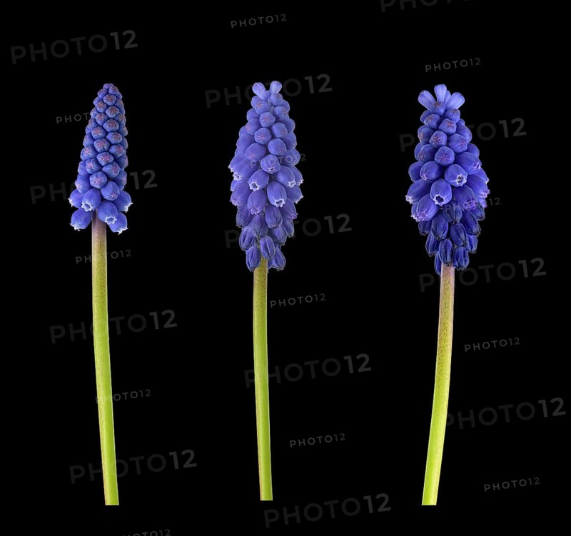 Armenian Grape hyacinth (Muscari armeniacum)