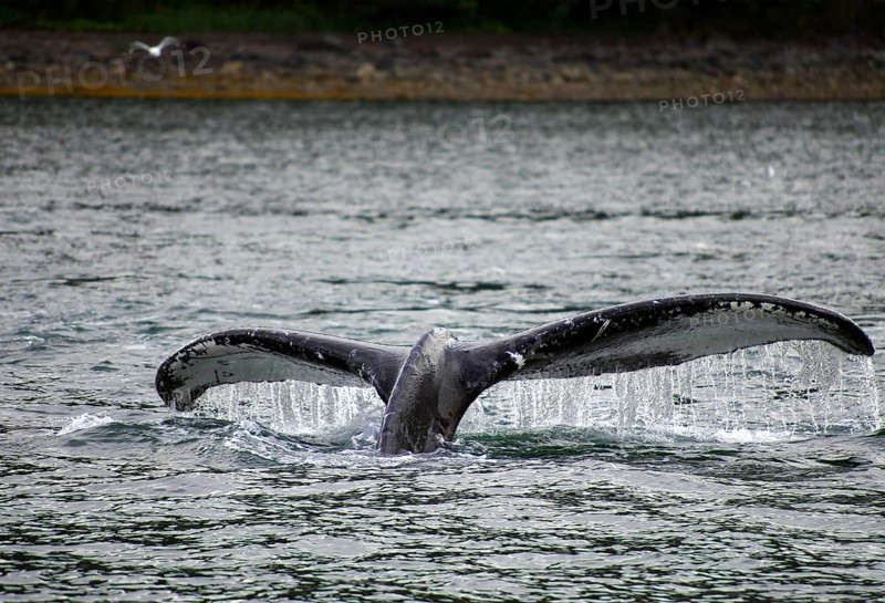 Diving humpback whale