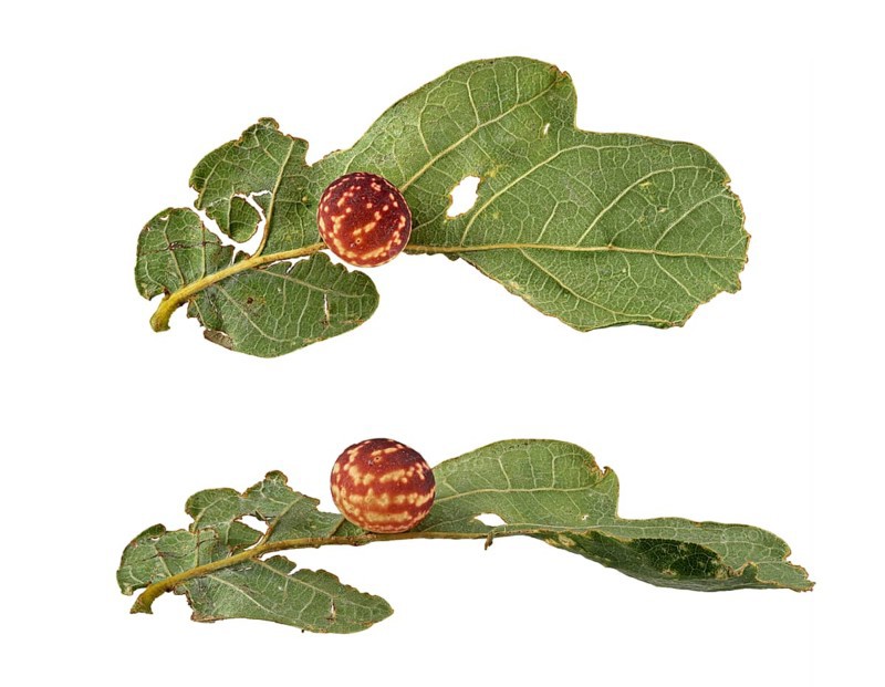 Striped oak gall wasp (Cynips longiventris)