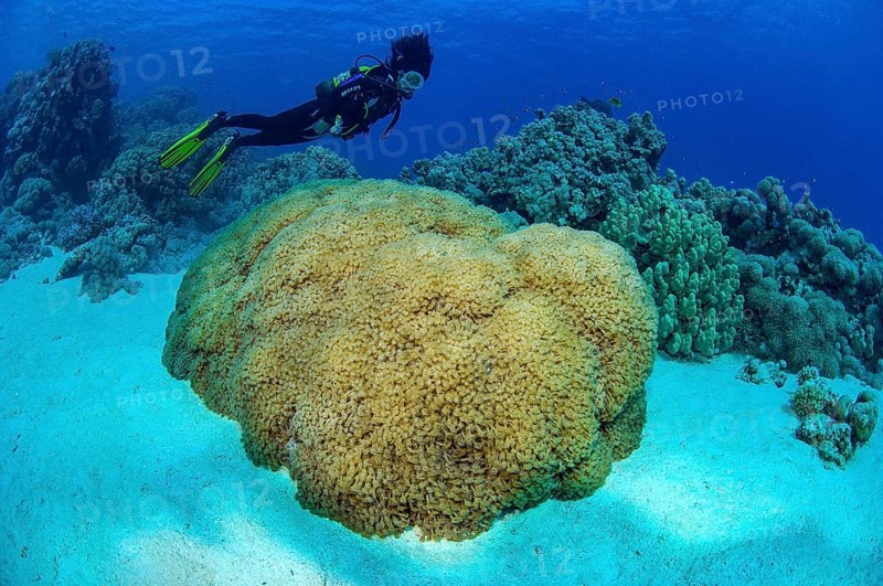 Diver looking at coral block with giant anthelia (Anthelia glauca)