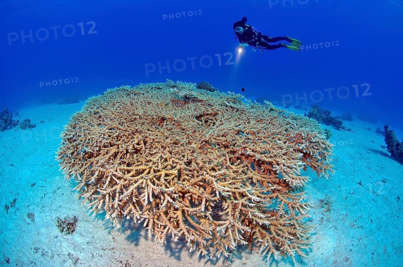 Diver looking at a colony of staghorn coral (Acropora microphthalma)