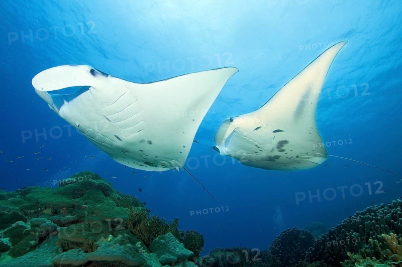 Pair of Pelagic manta ray (Manta birostris) at a cleaning station in Coral Reef