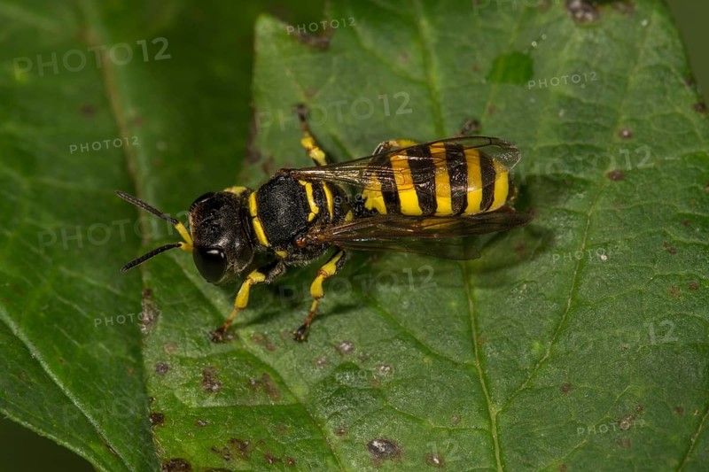 Sphecoid wasp (Ectemnius lituratus) on a leaf