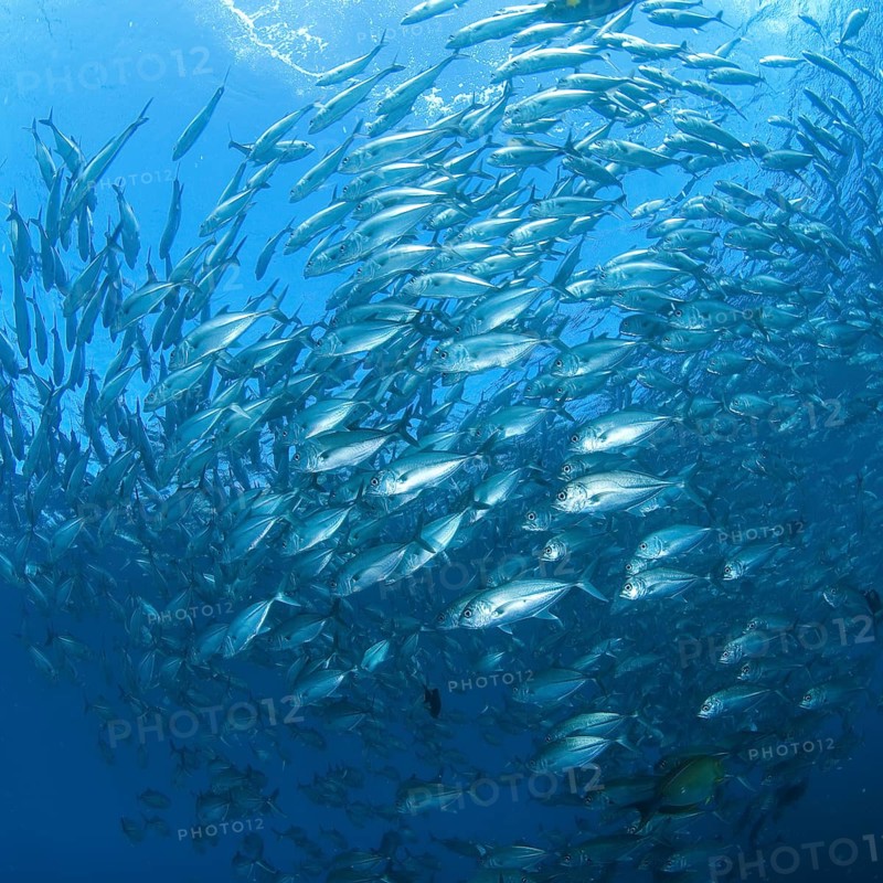 Shoal of Bigeye trevallies (Caranx sexfasciatus) forming gyre
