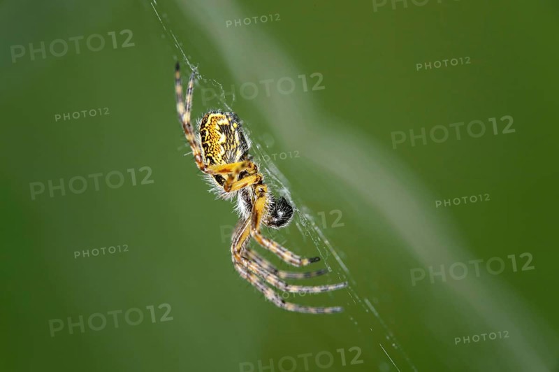 Oak spider (Aculepeira ceropegia)