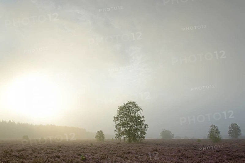 Heathland
