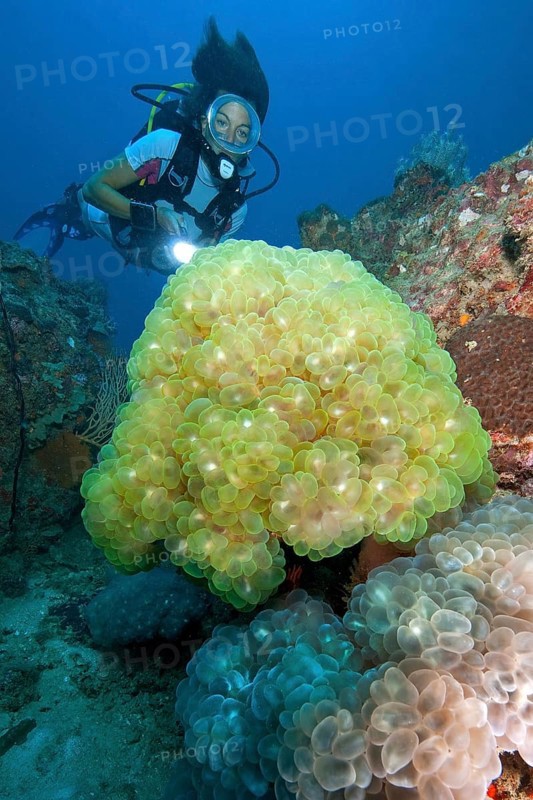 Diver looking at and illuminating Bubble Coral (Plerogyra sinuosa)