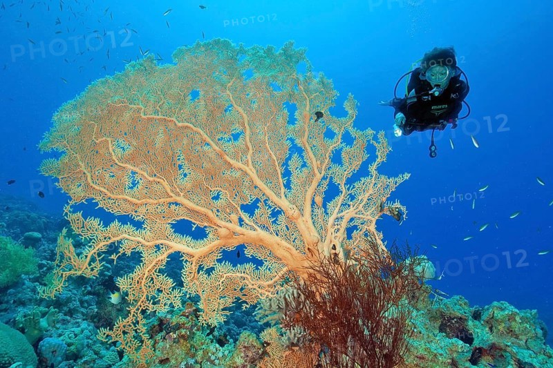 Diver looking at large Giant Sea Fan (Annella mollis) in coral reef