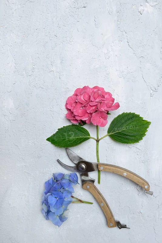 Garden hydrangea