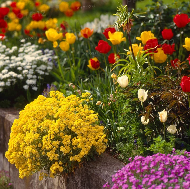 Basket of gold (Alyssum saxatile)