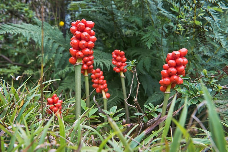 Common arum (Arum maculatum)