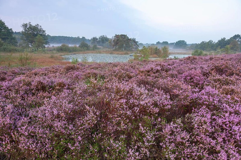 Common Heather (Calluna vulgaris) in the morning mist