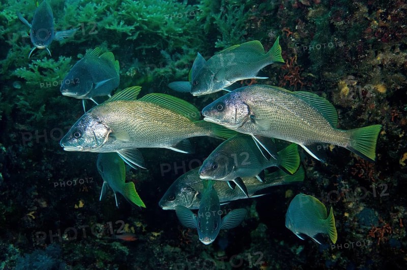 Shoal of Brown meagre (Sciaena umbra) hiding in cave
