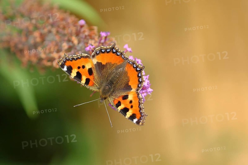 Small tortoiseshell (Aglais urticae)