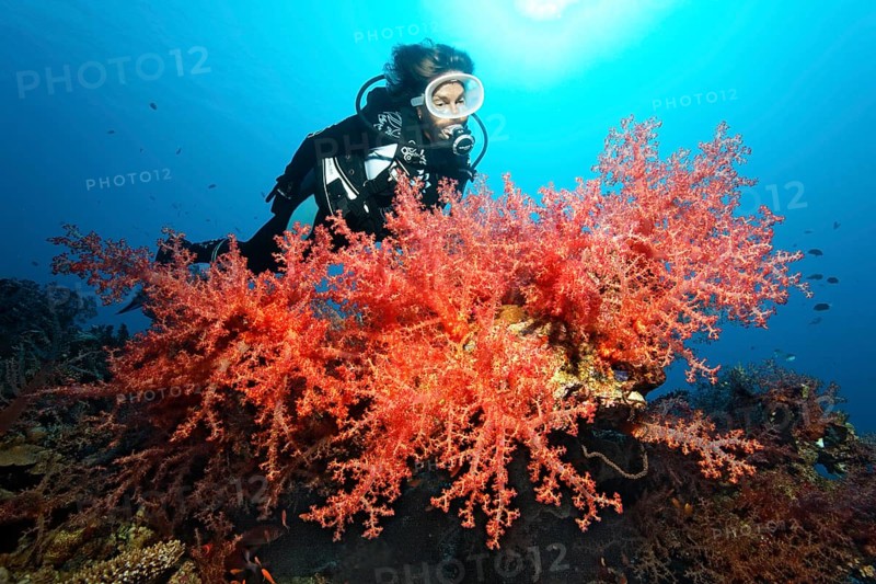 Diver looking at large colony of Klunzinger's Soft Coral (Dendronephthya klunzingeri) Red Sea