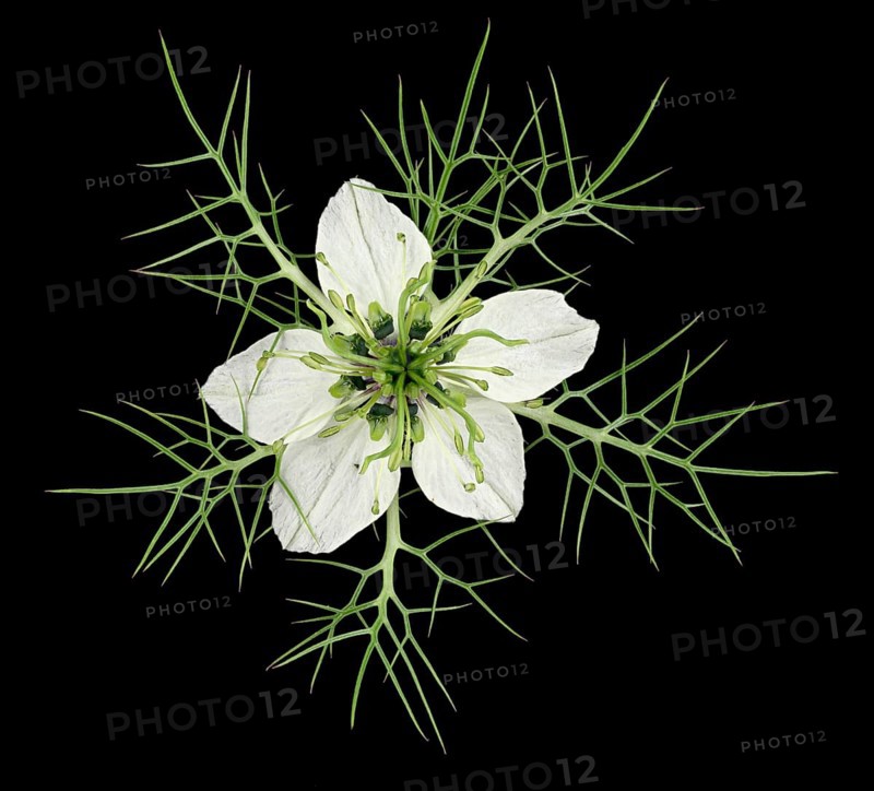 Love in a mist (Nigella damascena)