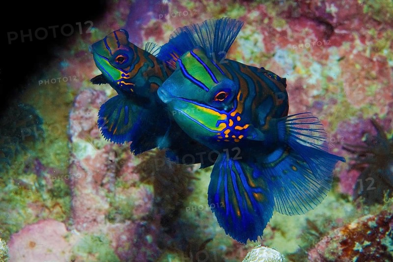Mandarinfishes (Synchiropus splendidus) mating