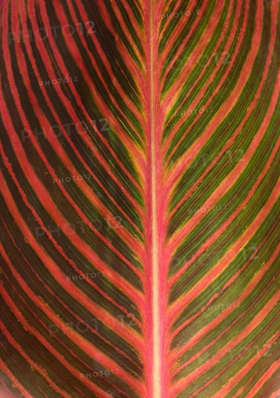 Leaf structure of a Canna (Canna)