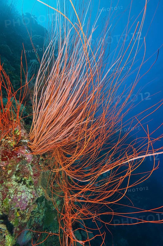 Horn coral Red whip coral (Ellisella ceratophyta)