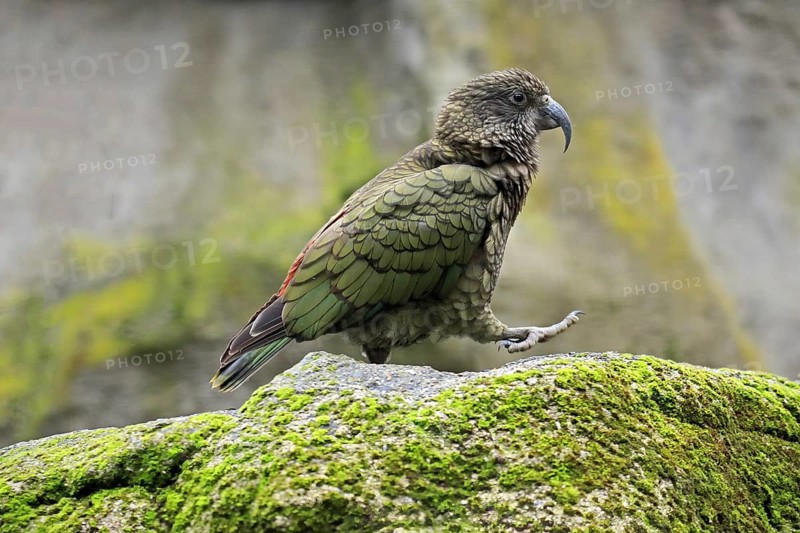 Kea (Nestor notabilis)