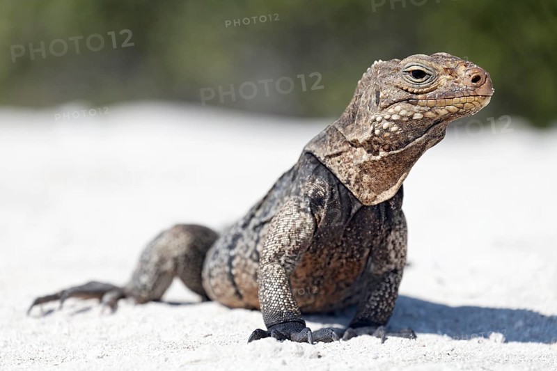 Green iguana (Iguana iguana) on the beach of Anclita