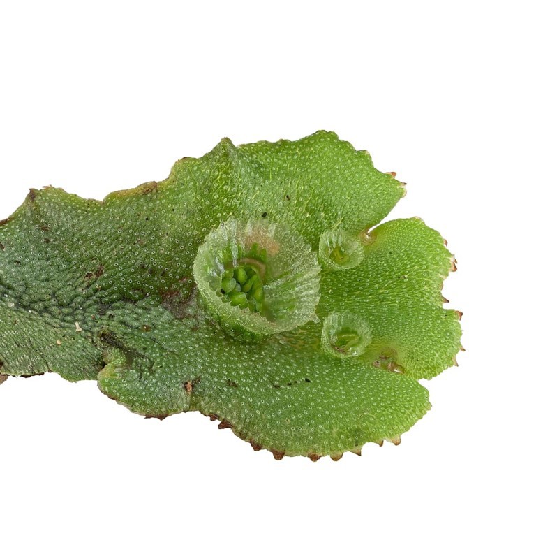 Common liverwort (Marchantia polymorpha)