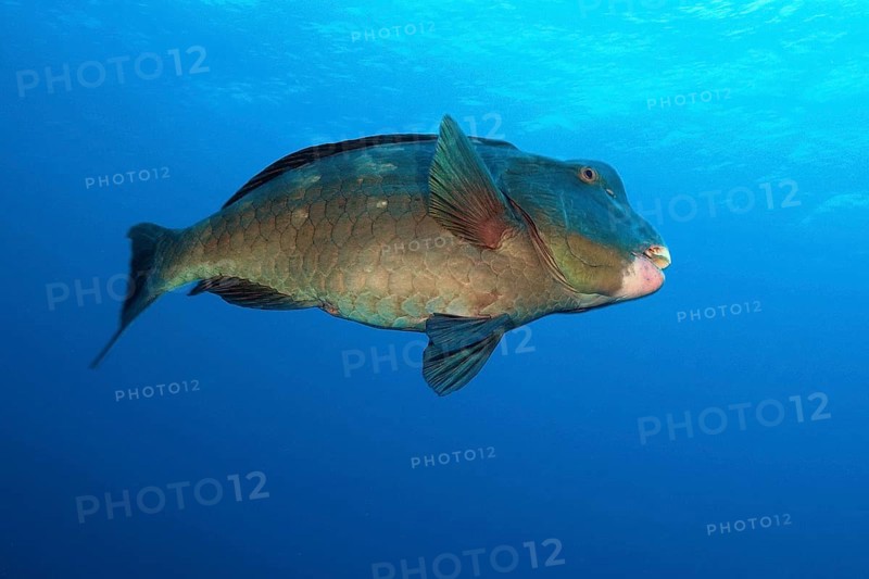 Indian Ocean Steephead Parrotfish (Chlorurus strongylocephalus)
