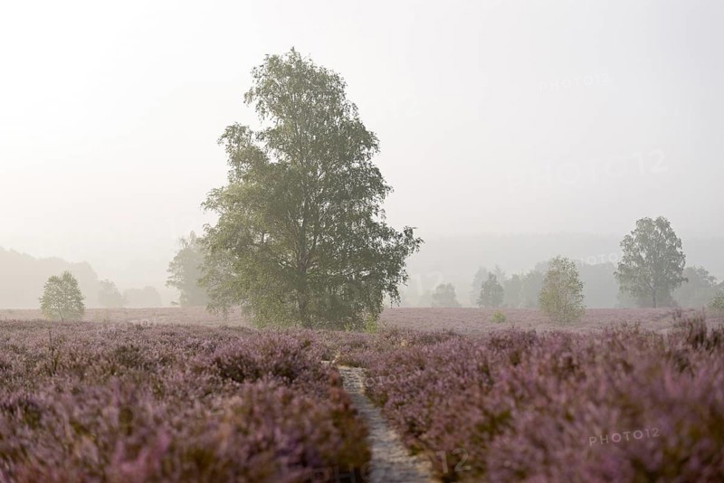 Heathland