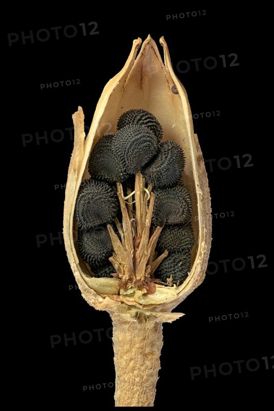 Common corncockle (Agrostemma githago)