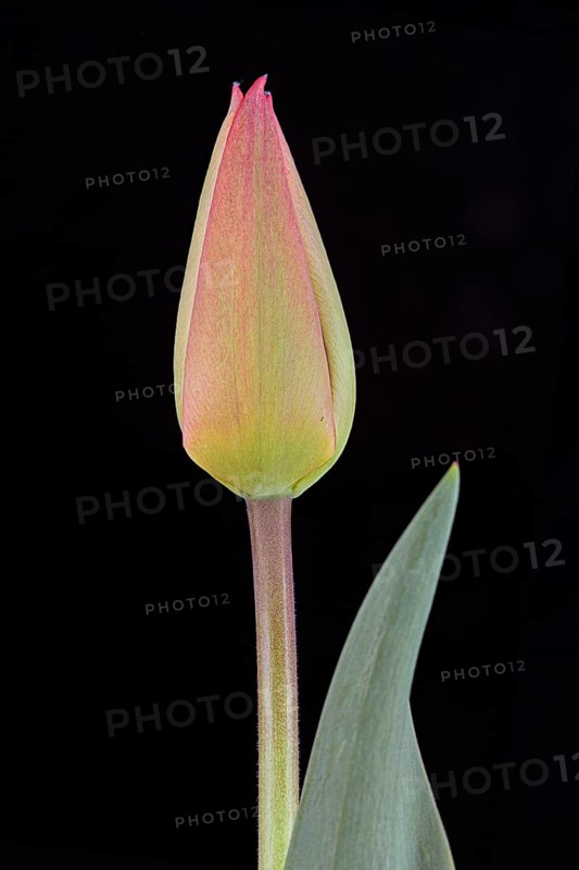 Tulip (Tulipa)
